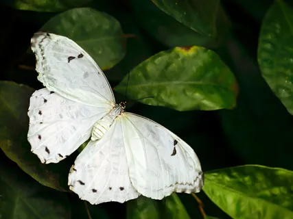 Daily Naikan Practice