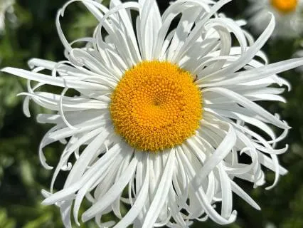 Daily Practice: 5 Minutes To Begin Your Day (Voice Only)