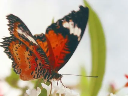 Daily Practice: Confidence Boost