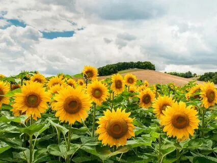 Daily Practice To Uplift & Inspire