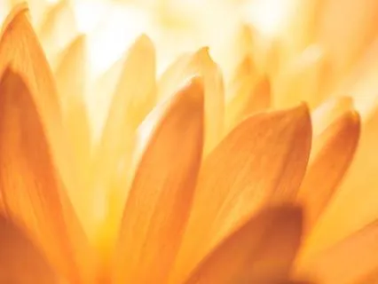 Daily Prayer For Feeling Grateful And Alive