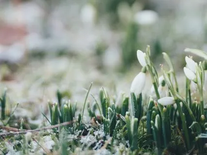 Daily Prayer & Meditation: After The Winter