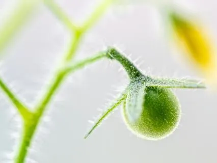 Daily Prayer & Meditation: Planting Seeds Of Faith