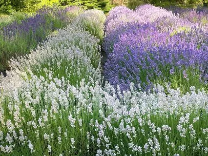 Daily Reading - 33 Yeshe Tsogyal 333