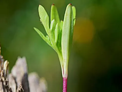 Daily Reading - Alert, Intuition Growth Spurt