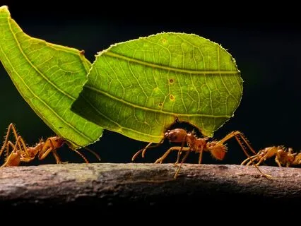 Daily Reading - Ant - Collaborate
