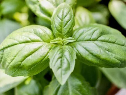 Daily Reading - Basil - Prosperity, Luck, Love