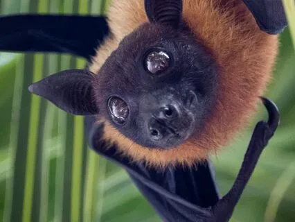 Daily Reading - Bat - Communication