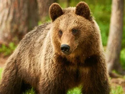 Daily Reading - Bear ~ Rest