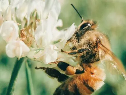 Daily Reading -Bee ~ Work