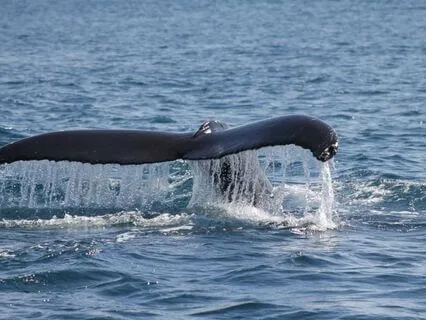 Daily Reading - Beluga Whale