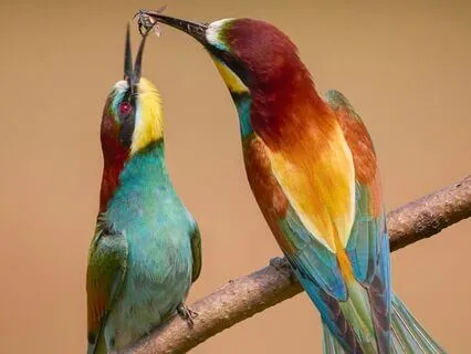 Daily Reading - Birds Of A Feather