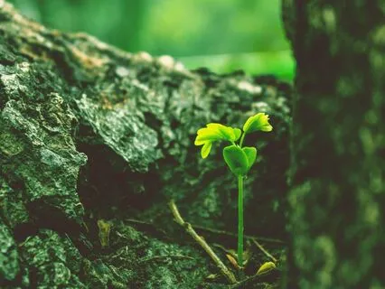 Daily Reading - Birth