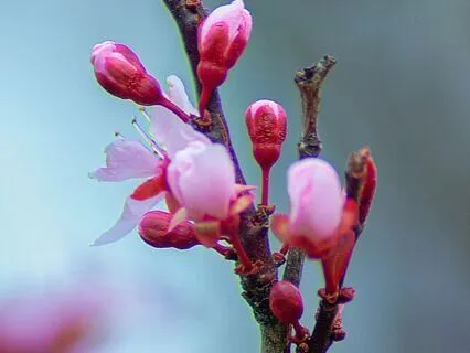 Daily Reading - Buds II - New Beginnings, Expansion