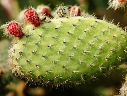 Daily Reading - Buds - New Beginnings, Expansion