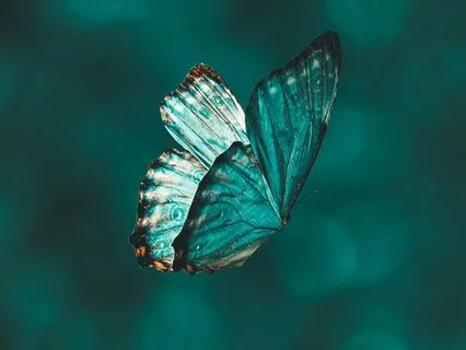 Daily Reading - Butterfly - Transfomation