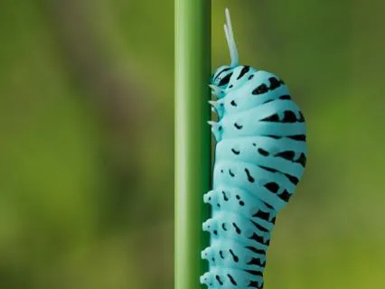 Daily Reading - Cat-erpillar