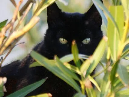 Daily Reading - Cat - Mystery II