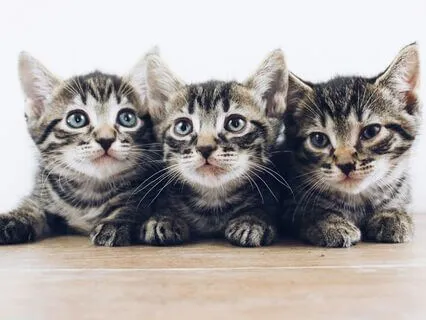 Daily Reading - Cat - Mystery III