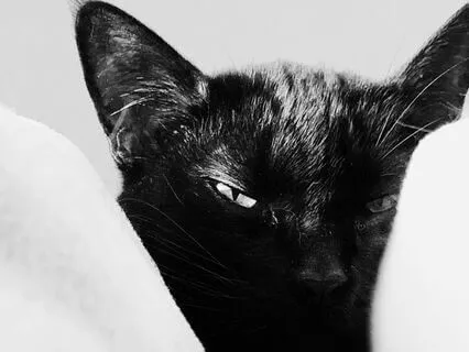 Daily Reading - Cat - Mystery