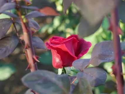 Daily Reading - Celestial Rose Of Ma