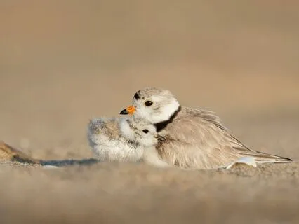 Daily Reading - Chamber Of Protection III