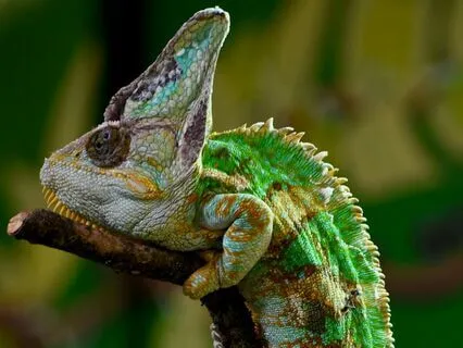 Daily Reading - Chameleon ~ Disguise