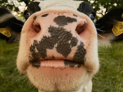 Daily Reading - Cow - Provide II