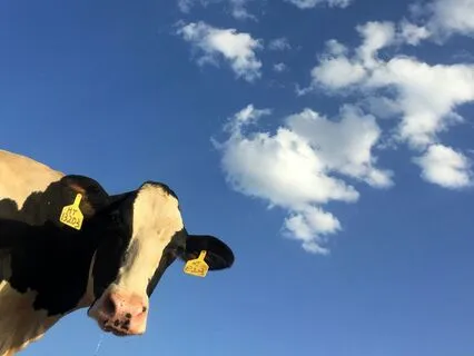 Daily Reading - Cow - Provide III