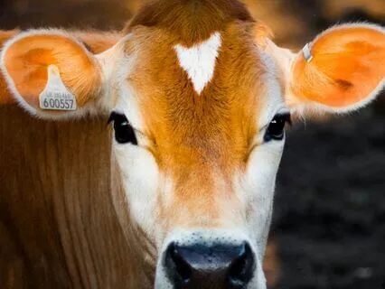 Daily Reading - Cow ~ Provider