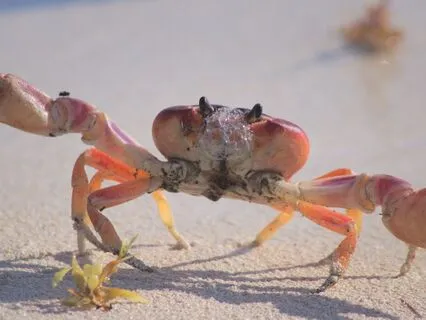 Daily Reading - Crab & Crocadile, Care & Patience