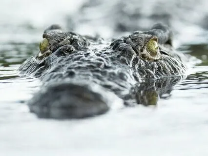 Daily Reading - Crocodile - Patience