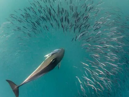 Daily Reading - Dolphin