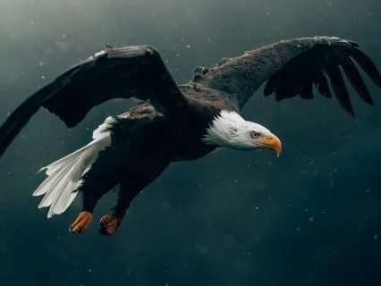Daily Reading - Eagle