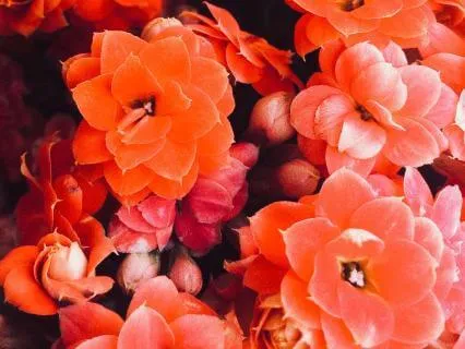 Daily Reading - Flame Tree II
