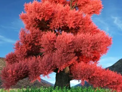 Daily Reading - Flame Tree