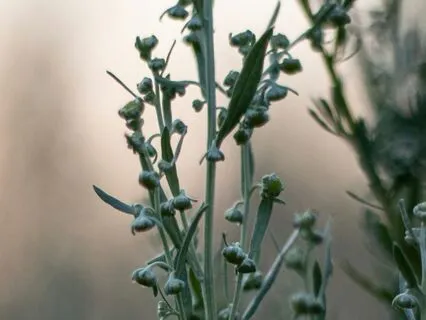 Daily Reading - Fog & Sage - A Double Message