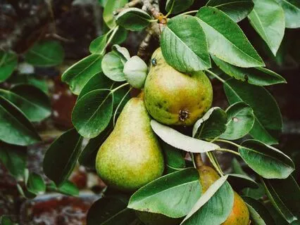 Daily Reading - Fruit - Achievement, Success