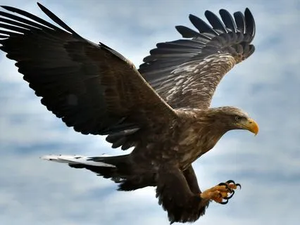 Daily Reading - Garuda Suparna