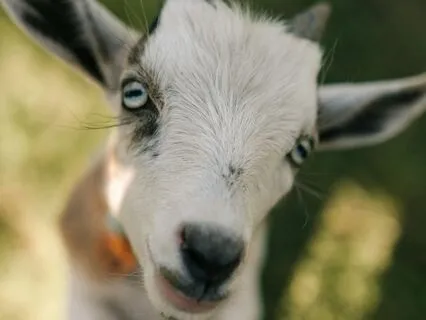 Daily Reading - Goat - Deal II