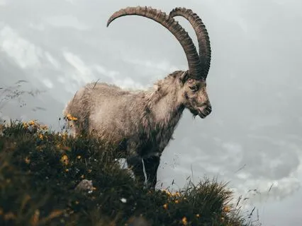 Daily Reading - Goat & Swant - Deal