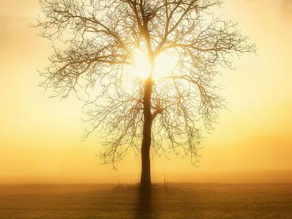 Daily Reading - Golden