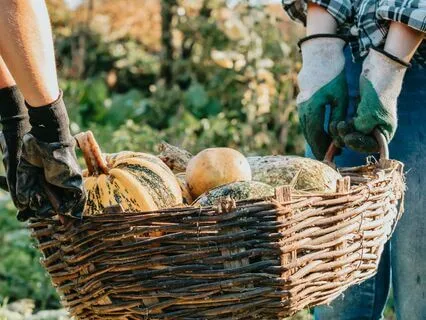 Daily Reading - Harvest - Determination, Hard Work