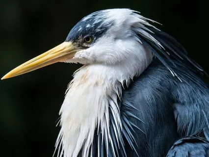 Daily Reading - Heron - Stillness II