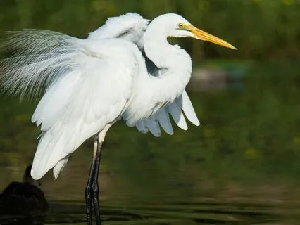 Daily Reading - Heron - Stillness