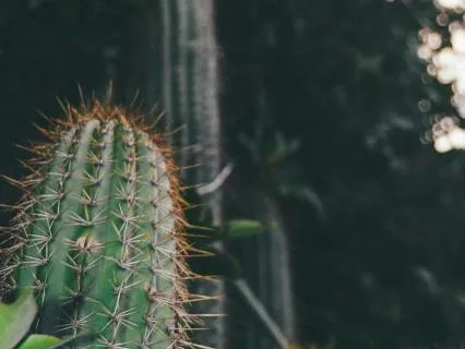 Daily Reading - Horned Cactus