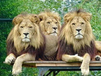 Daily Reading - Ishtar's Lion's Gate 888