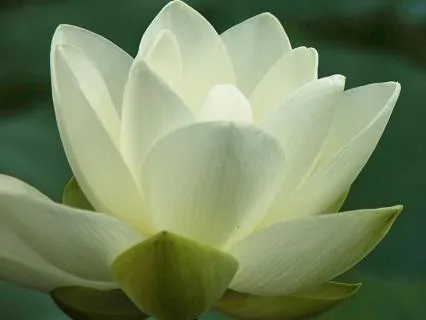 Daily Reading - Karmic Board Clearing