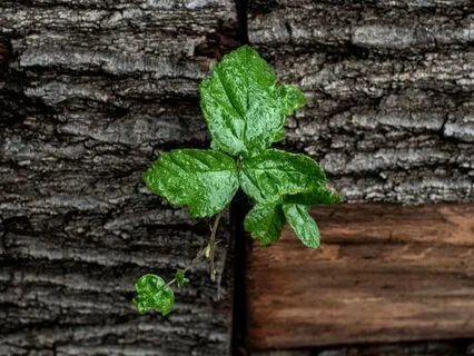 Daily Reading - Leaves - Renewal, Revival, Progress