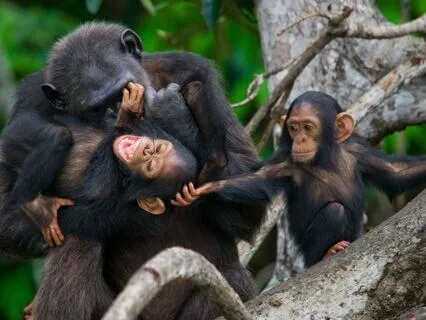 Daily Reading - Monkey - Play II